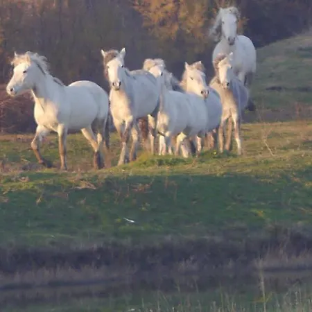 Villetta Marfisa * Лидо-ди-Спина