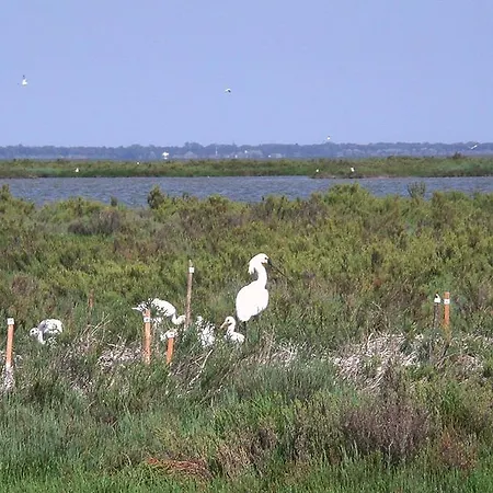 Marfisa Villa Lido di Spina