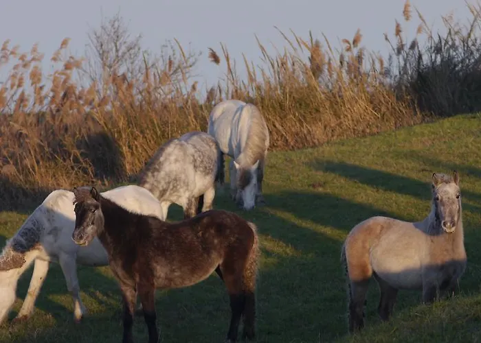 Marfisa Lido di Spina