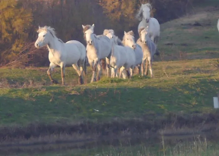 Marfisa * Lido di Spina